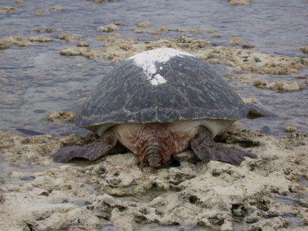 Green Turtle